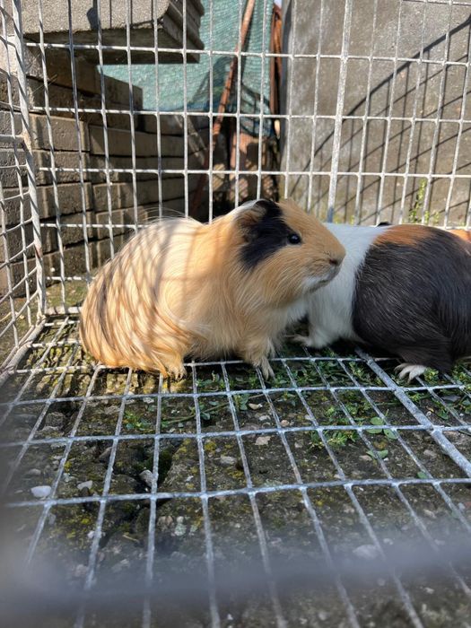 Porcușori de Guineea