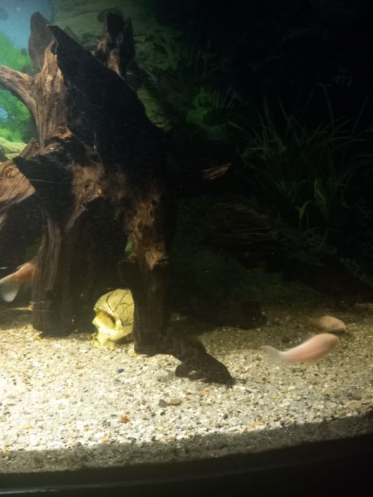 Pesti sanitari diferite specii