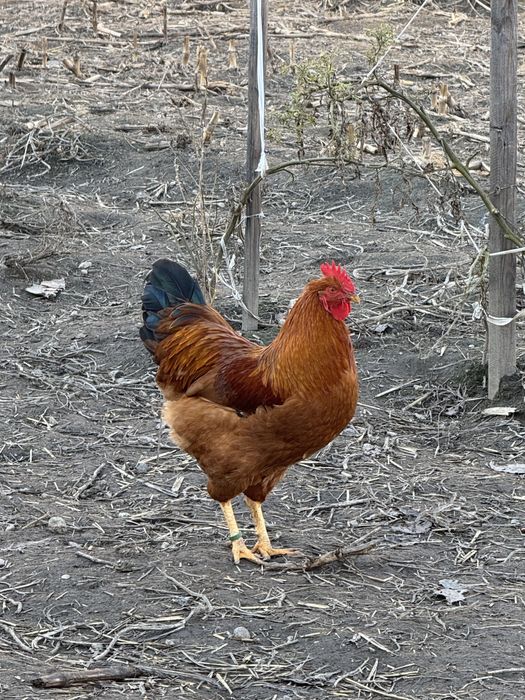 New Hampsire si Plymouth Rock Barat