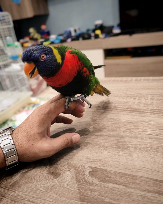 Папагал порода LORI