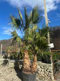 palmieri rezistenti la frig
