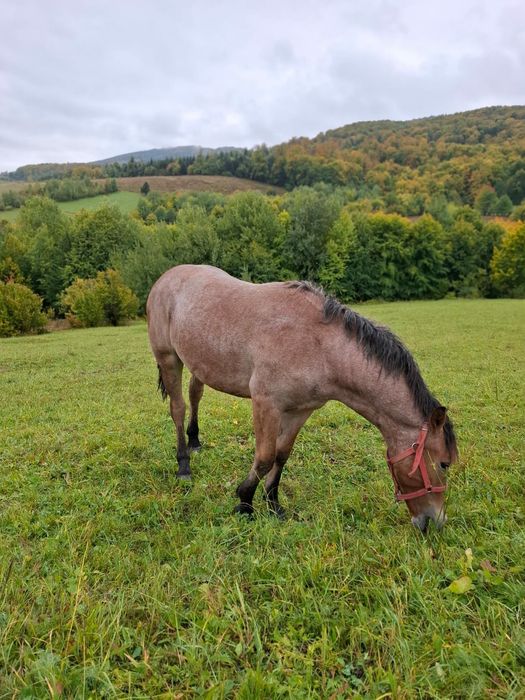 Am Mânză de vanzare
