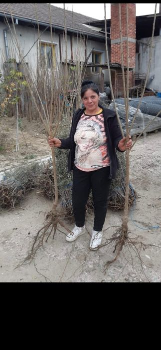 Ciresi intensivi.Nuci chandler Aluni Visin Migdal Afin Par Mar Prun