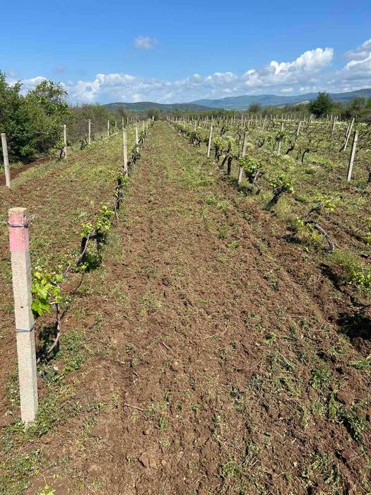 Продавам изгодно лозе мерло в село Виноградец като чудесна инвестиция!