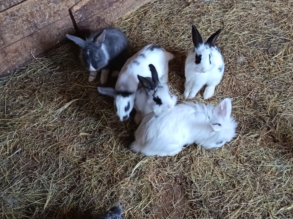 Iepuri colorați,rasa:Cap de leu