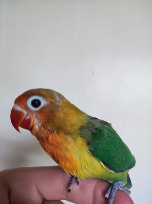 Ruchnoy papugay sotiladi