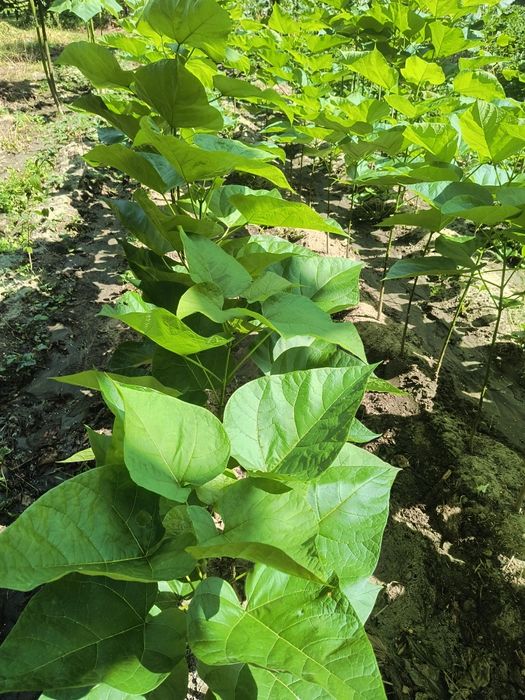 Каталпа кълбовидна фиданки