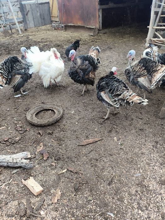 Продам Индюков молодых