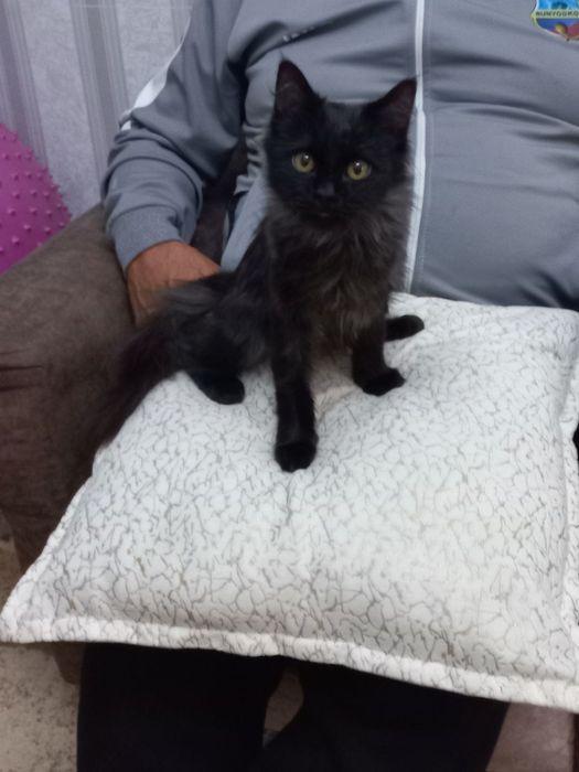 Отдам котенка в хорошие руки