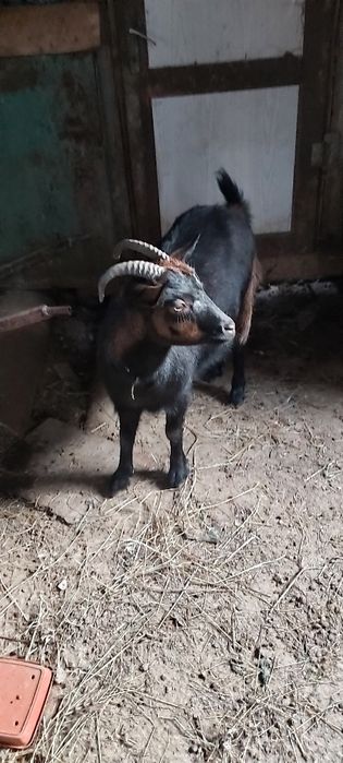 Vind 10 Oi   ,dau si la bucata