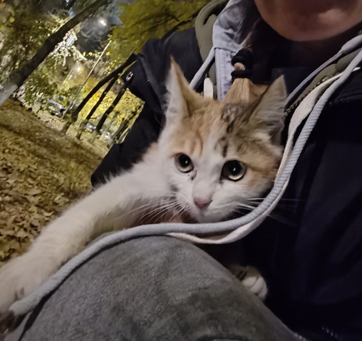 Котенок Кнопка в добрые руки.