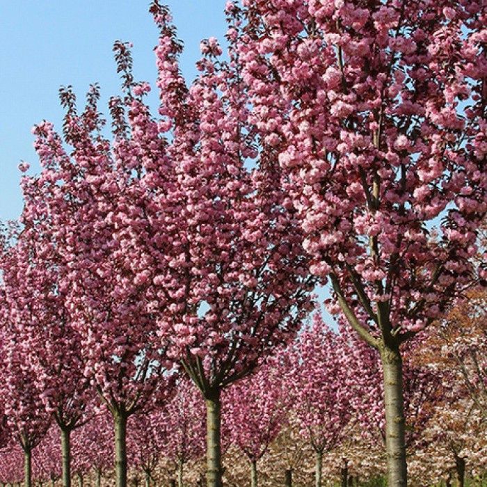 Pomi ornamentali specii de cires japonez