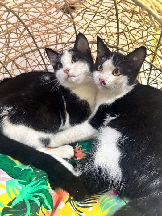 Котики бесплатно даром