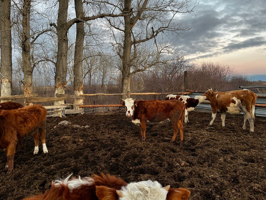 Продаются ТЕЛОЧКИ