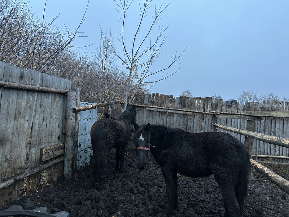 Продам лошадеи с откорма