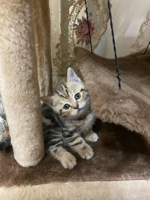 Котята медвежата