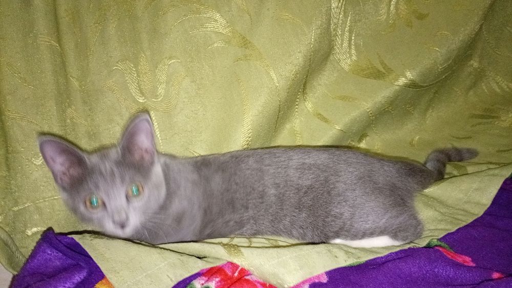 Котёнок Русская голубая