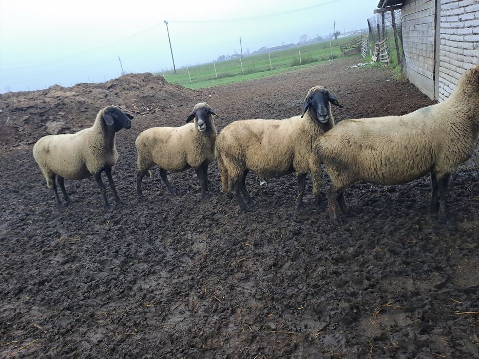 Oi carabase de vânzare