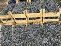Struguri de vin ananas românesc