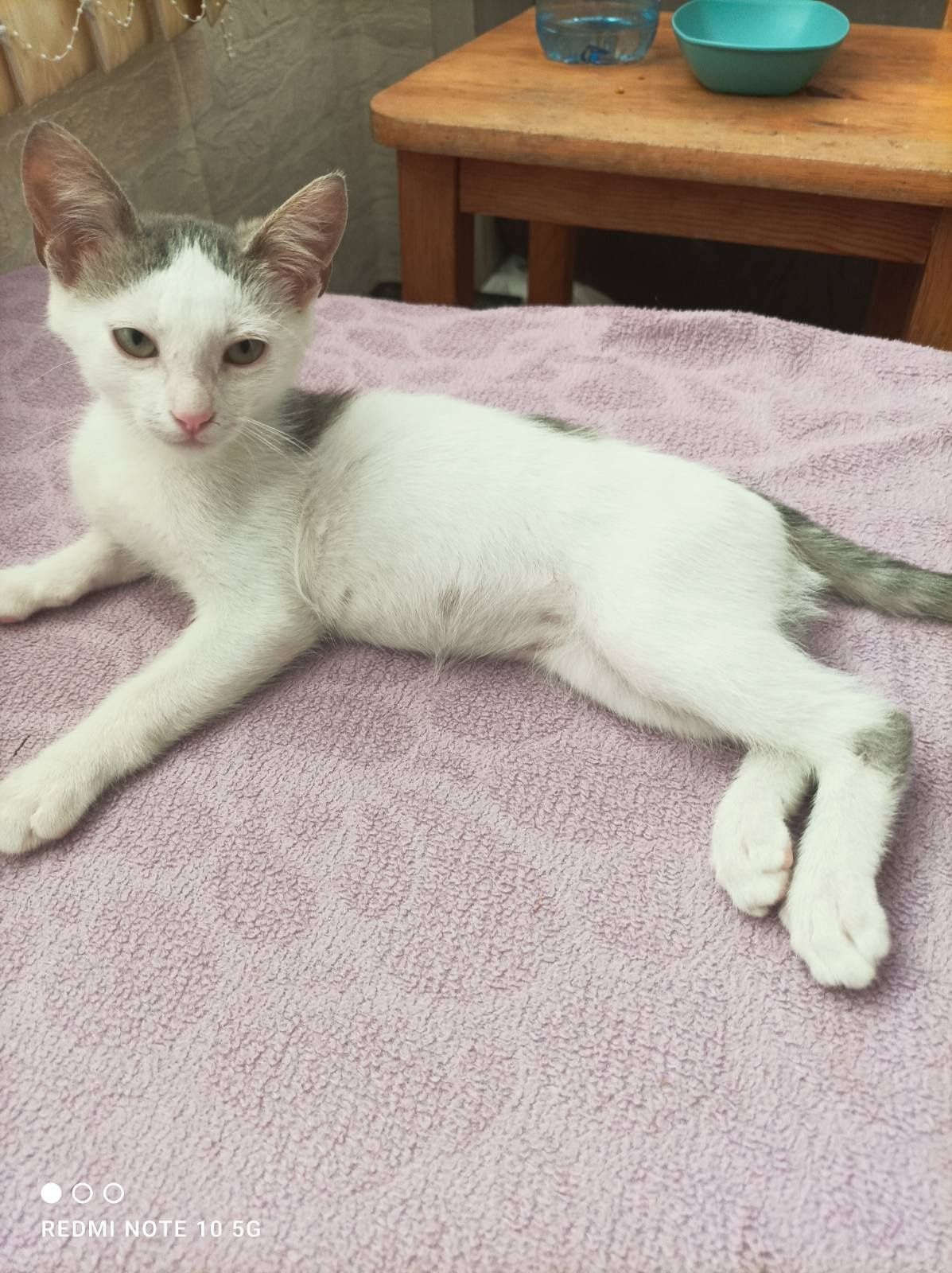 Подарявам котенце