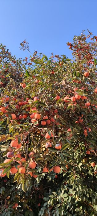 Шоколадное хурмо