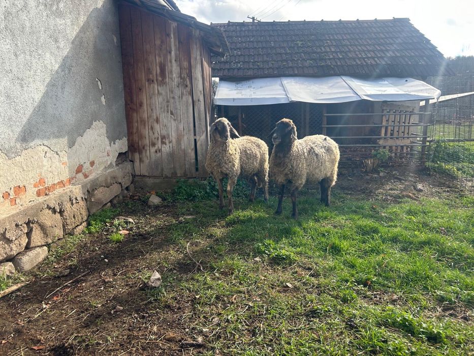 Berbec carabas si tapi alpin francez si metis sannen