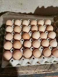 Яйца за люпене или консумация