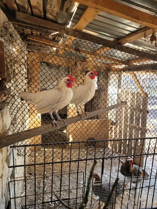 Schimb cocos rasa Sebright și femele Gusat de Pomerania cu masculi