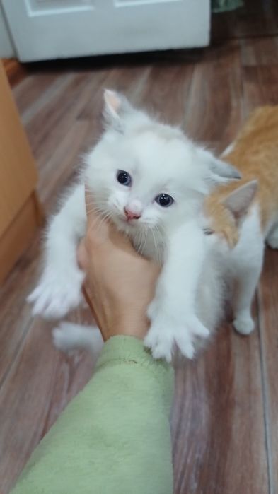 Отдам котёнка в добрые руки
