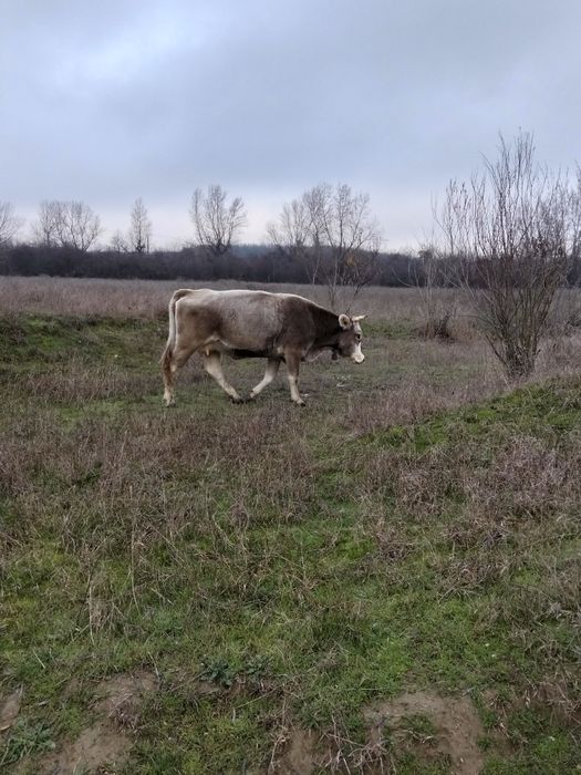 Vând juninca ,gestanta in 6 luni