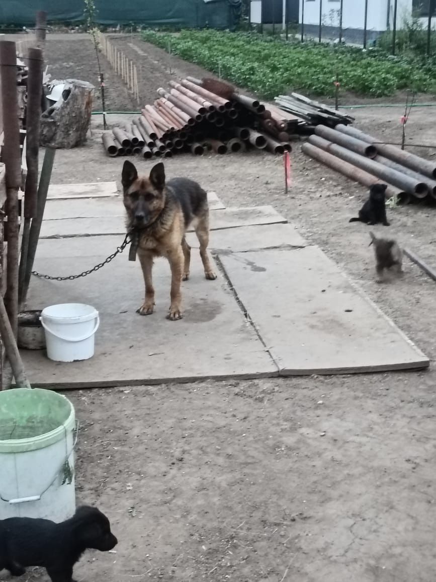 Отдам Щенят в добрые руки.