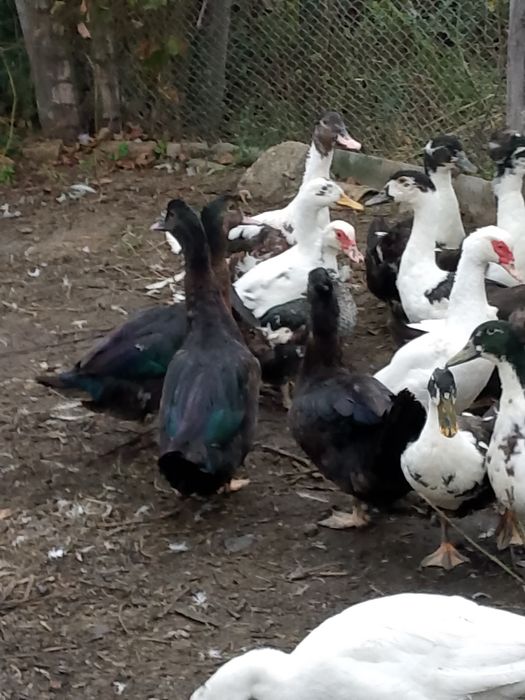 Pui găină,  gâște rațe