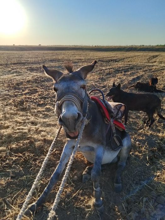Ешек 4 жасар  жүрісті