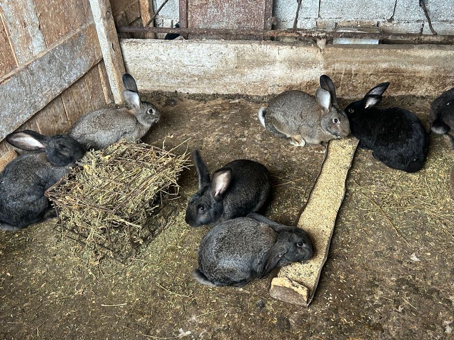 Свободни женски зайци за разполод