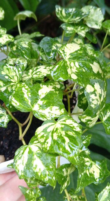 Хедера ( Hedera Golden Jytte). Экзотические ампельные и вьющиеся цветы