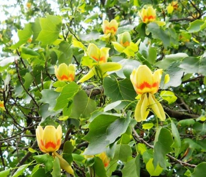 Arborele de Lalea