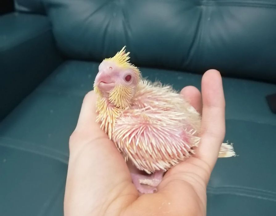 Продам молодых корелл.Для ручного выкармливания кашей