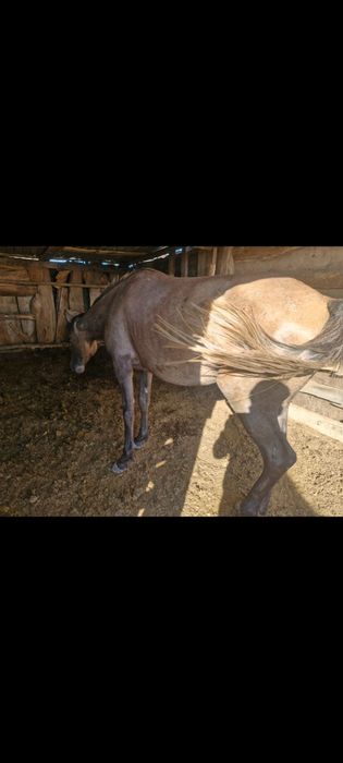 Ассалаумағалейкум