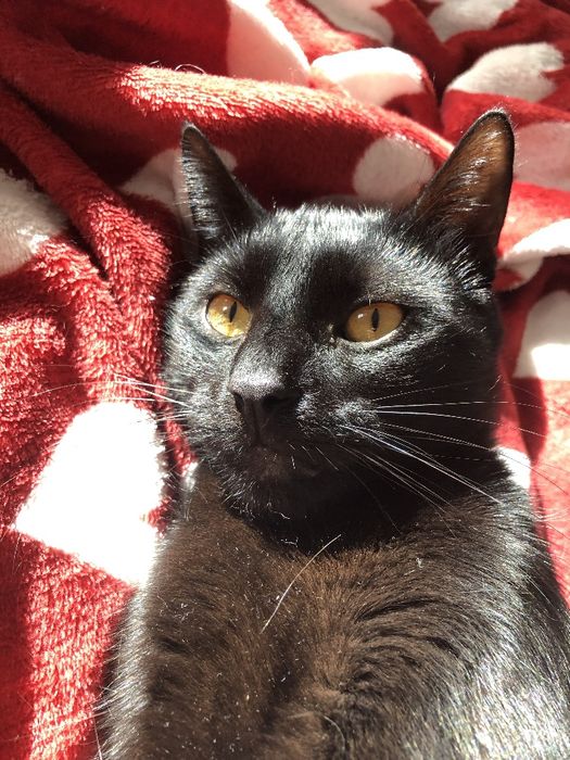 Pisică pentru adopție, mascul