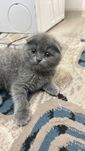 Scottish Fold Mushuk sotiladi