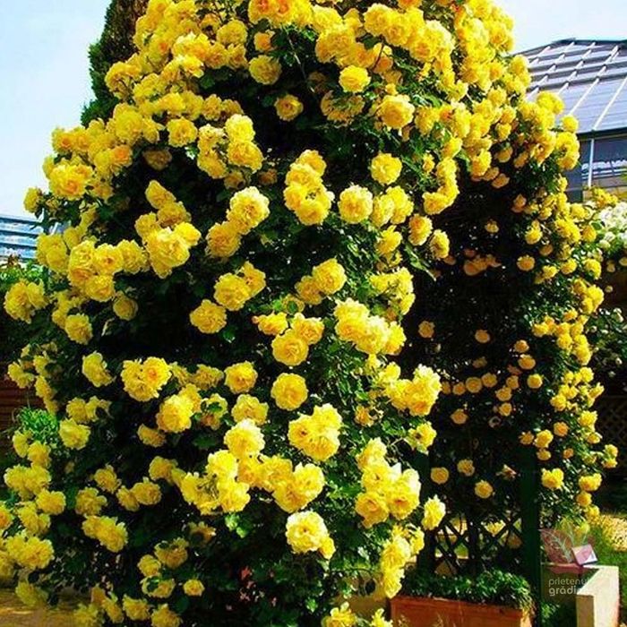 Vând trandafiri cataratori la ghiveci  și smochini  mov  la ghiveci