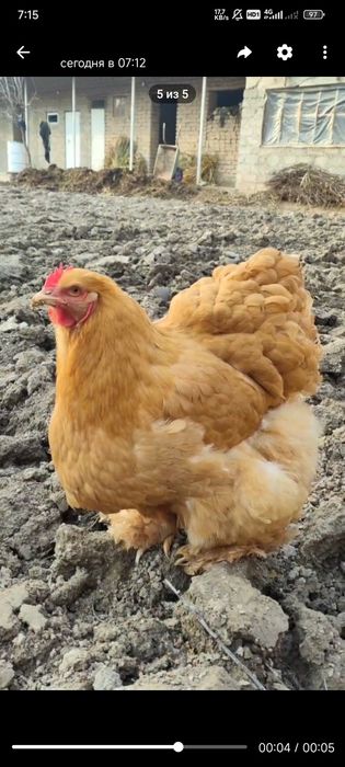 Koxinxin tuxumlari bor sotuvda yirik narsalar toza qon