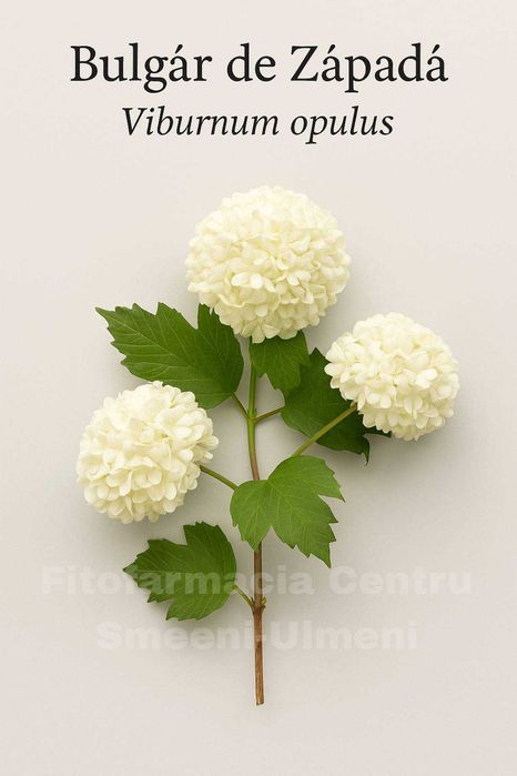 BULGĂRAȘ DE ZĂPADĂ ,Viburnum opulus , Calin , Bulgar de zapada