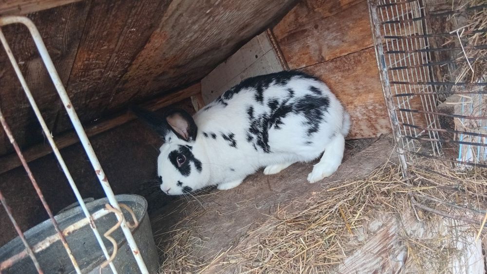 Iepuri prețul este fix pe kg