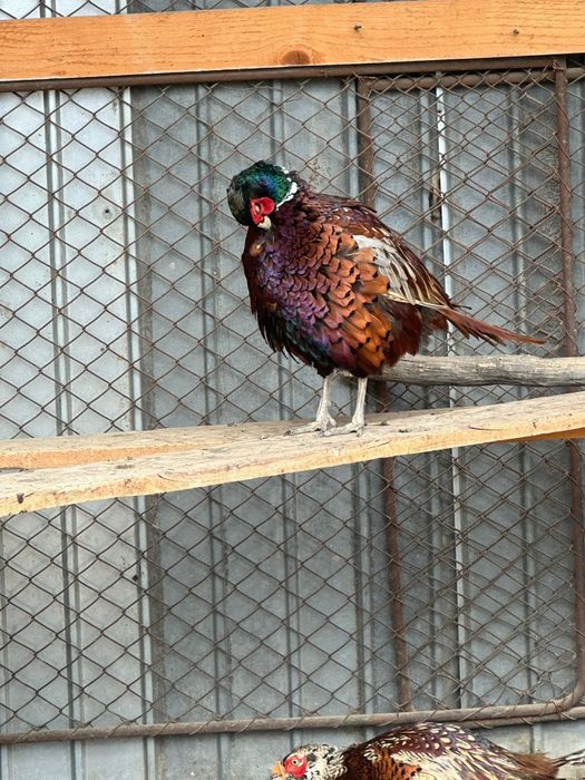 Fazani și făzănițe comuni