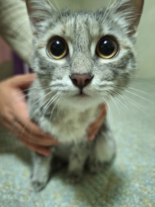 Котенок девочка бесплатно