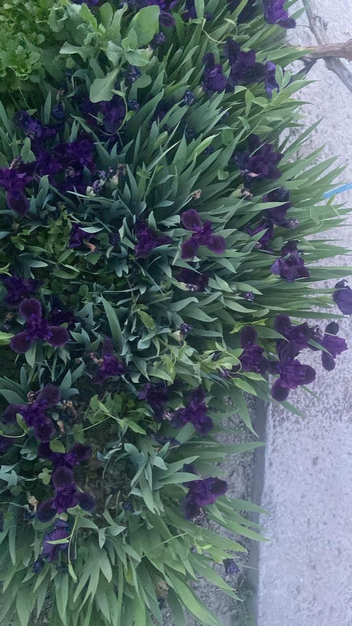 Ирис клубни цветы фиолетые карликовые сортовые