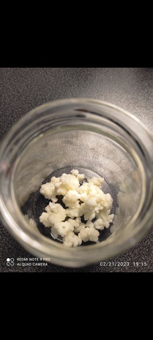 Ciuperca tibetana Tibet kefir lapte super bio