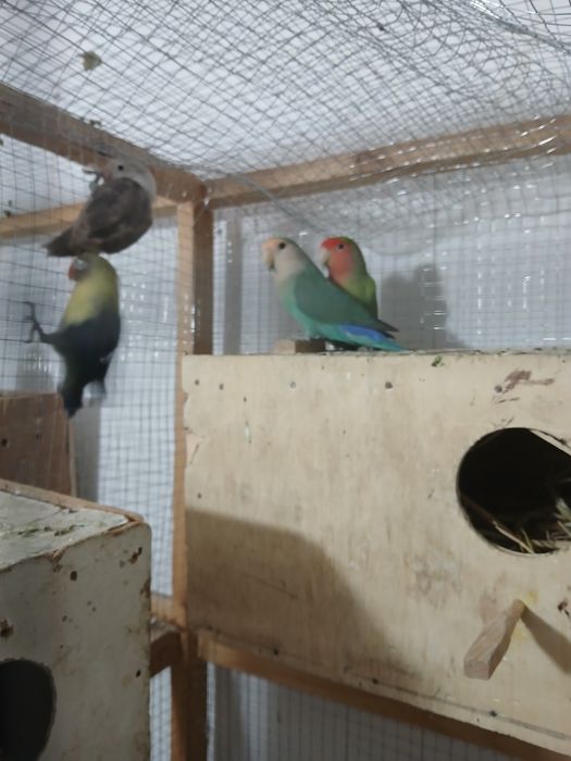 Nerazluchkalar sotiladi soglom tayyor paralar parasi 350 ming 450 ming