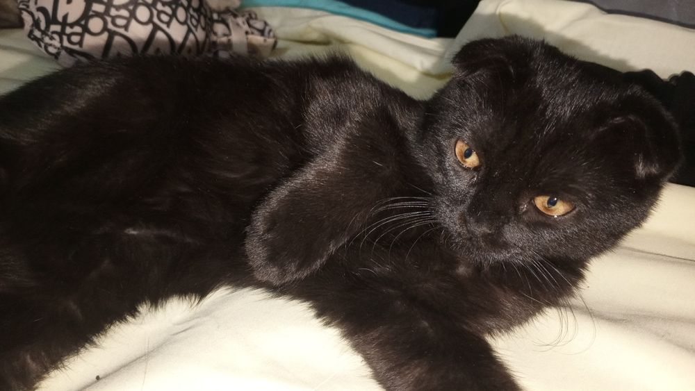 Sorchna. Telefon qlila zarur bolgani uchun sotlvoti parodasi tozzaaaaa